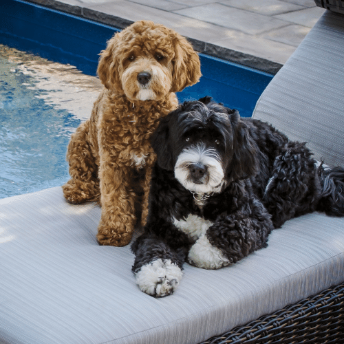 bernedoodles at the pool